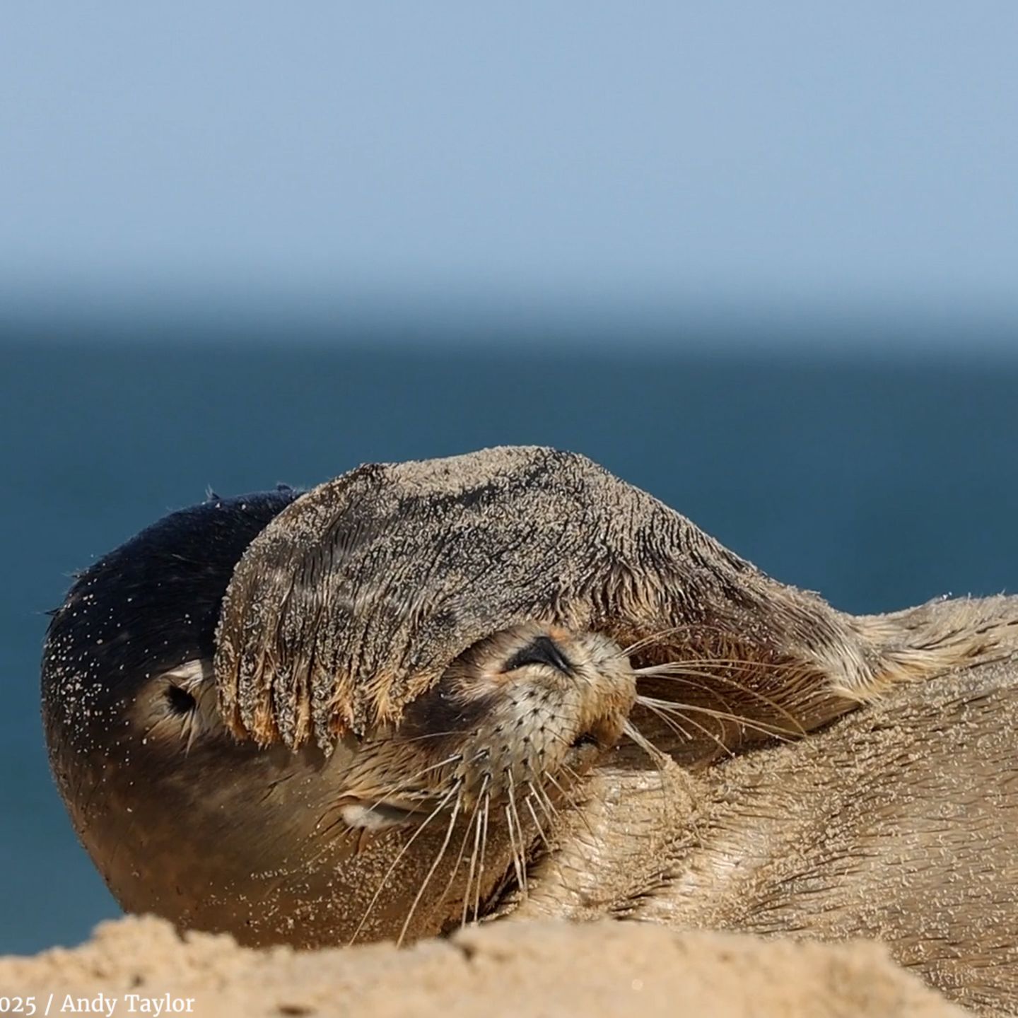 Video-Preis: Tierwelt trifft Slapstick: Die Video-Finalisten der Comedy Wildlife Awards