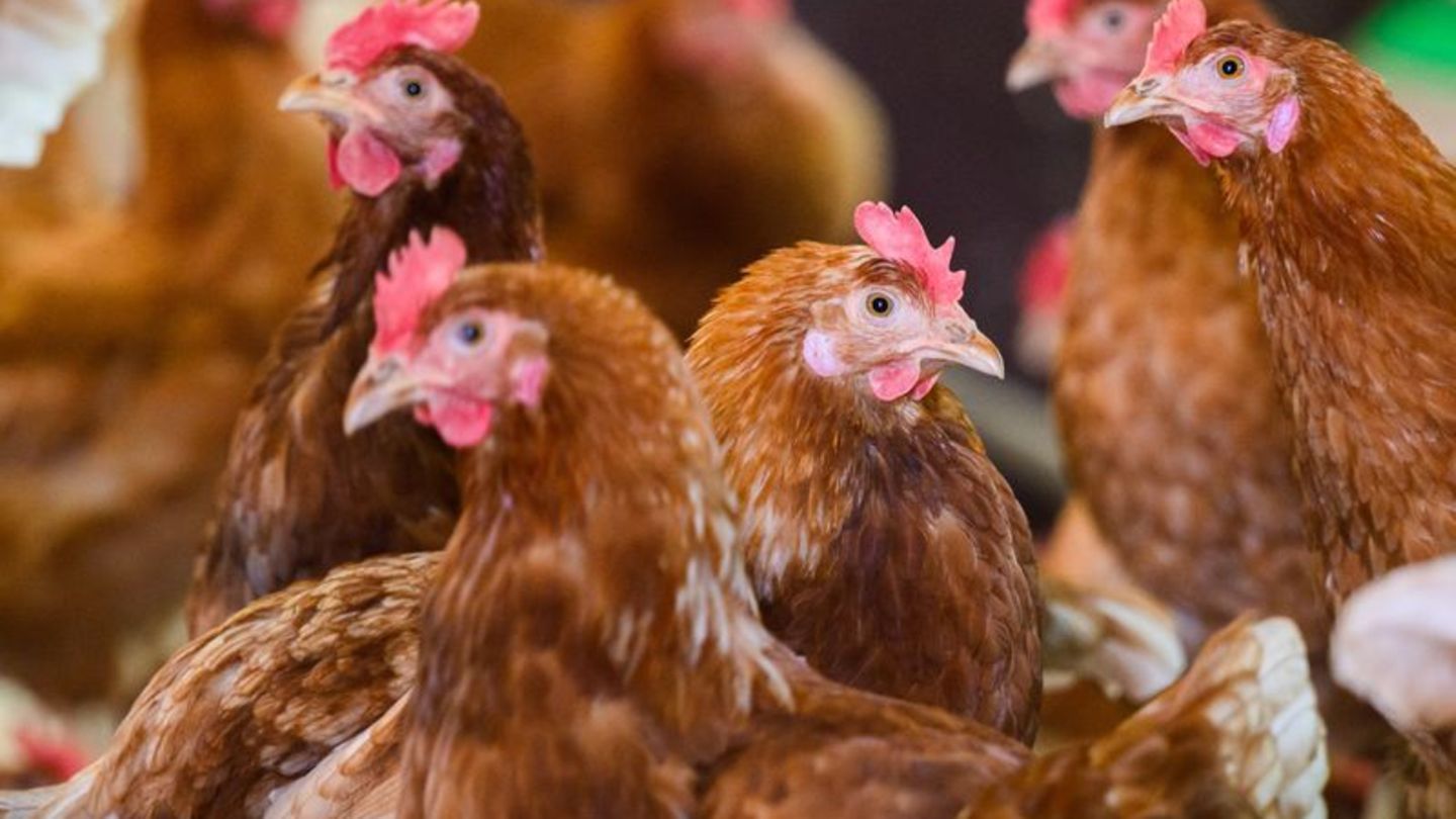Die Vogelgrippe, auch Geflügelpest genannt, ist eine bei vielen Vogel- und Geflügelarten häufig tödlich verlaufende Infektionskr