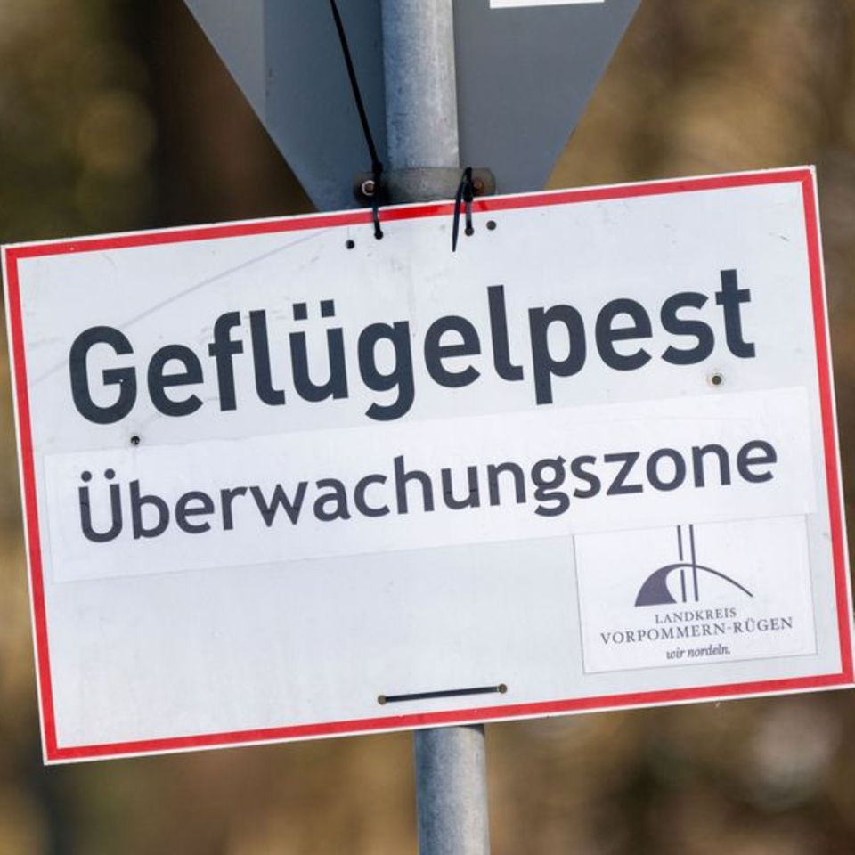 Nach Vogelgrippe-Ausbrüchen in zwei Geflügelhaltungen in Vorpommern mussten rund 150.000 Tiere gekeult werden. (Archivbild) Foto Nach Vogelgrippe-Ausbrüchen in zwei Geflügelhaltungen in Vorpommern mussten rund 150.000 Tiere gekeult werden. (Archivbild) Foto