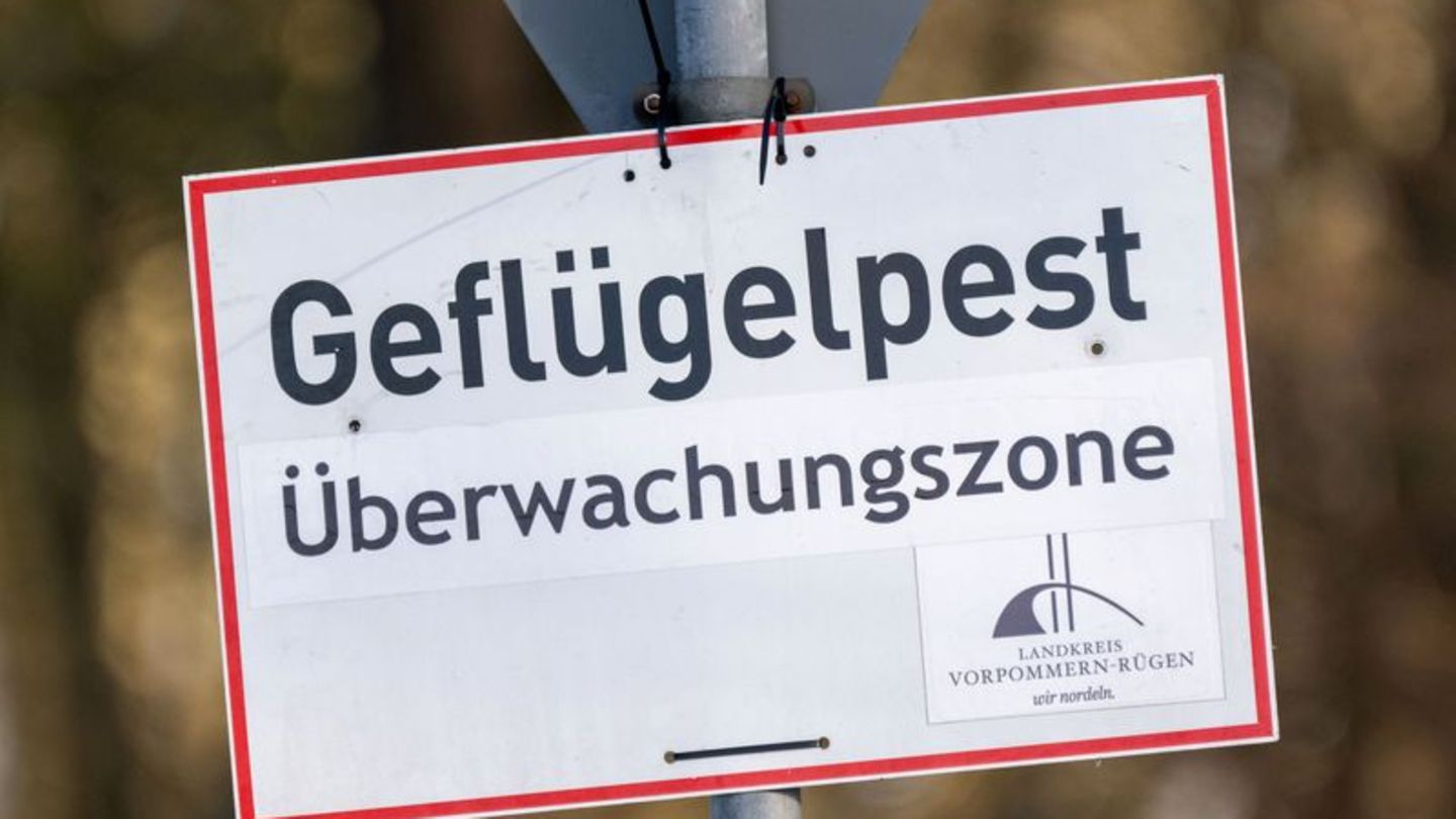 Nach Vogelgrippe-Ausbrüchen in zwei Geflügelhaltungen in Vorpommern mussten rund 150.000 Tiere gekeult werden. (Archivbild) Foto Nach Vogelgrippe-Ausbrüchen in zwei Geflügelhaltungen in Vorpommern mussten rund 150.000 Tiere gekeult werden. (Archivbild) Foto