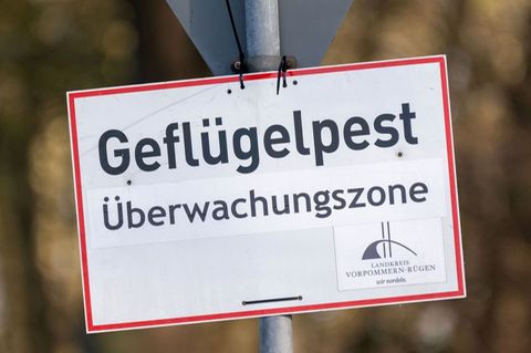 Nach Vogelgrippe-Ausbrüchen in zwei Geflügelhaltungen in Vorpommern mussten rund 150.000 Tiere gekeult werden. (Archivbild) Foto Nach Vogelgrippe-Ausbrüchen in zwei Geflügelhaltungen in Vorpommern mussten rund 150.000 Tiere gekeult werden. (Archivbild) Foto