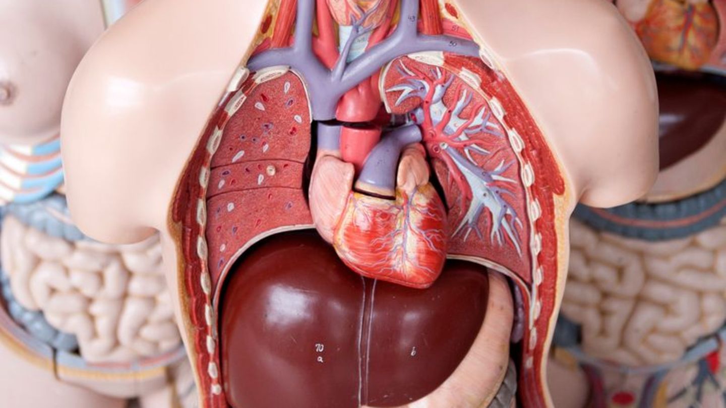 Wenn Gefäße, die das Herz mit Sauerstoff und Nährstoffen versorgen, sich verschließen, spricht man von einem Herzinfarkt. Foto: