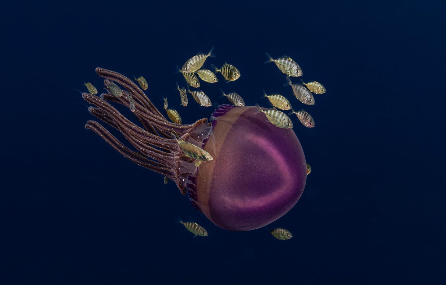Qualle mit Makrelen