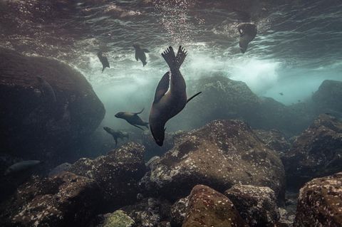 Galápagos-Seebären im Wasser