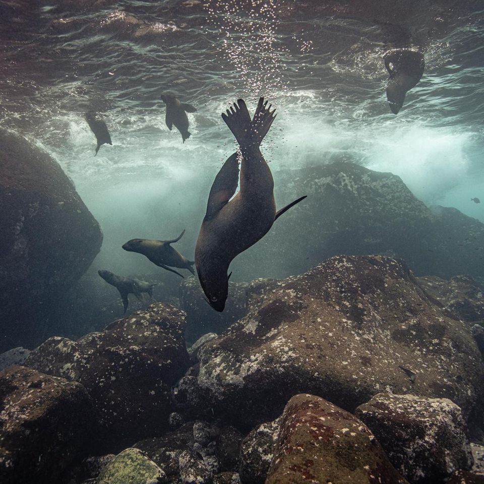 Galápagos-Seebären im Wasser