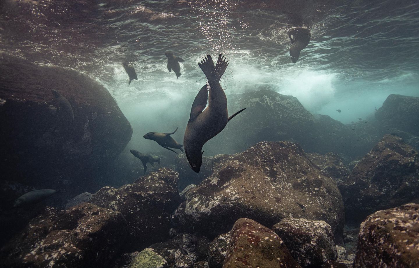 Galápagos-Seebären im Wasser