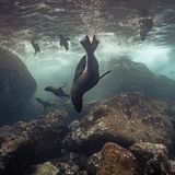 Galápagos-Seebären im Wasser