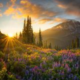 Curator's Award  Chris Byrne, USA  ELYSIUM  During the late summer months of August the high alpine areas of Mount Rainier in Washington come alive with wildflowers. Starting at the lower elevations and then working into bloom at higher elevations as the days go on. This particular year I had quite a bit of time to explore this park and made three or four hikes on separate occasions up to this location with my main purpose to photograph a tarn that had a perfect reflection of this glorious mountain. And each time that I did that hike, this field of lupine just kept getting better and better. On my final trek up there for the season with a very good friend of mine, we were all alone breathing in the fresh mountain air and listening to the birds watching this scene of a perfect meadow and mountain unfold before our eyes. As some storm clouds started blowing out to the east I knew that there would be a gap on the horizon and purposefully waited until the very last rays of the sun gave the field of flowers that beautiful side and back light for the depth that I wanted in the image. Just a minute after pressing the shutter the light and drama was gone.  chrisbyrnephotography.com  instagram @chrisbyrnephotography  www.facebook.com/ChrisByrnePhoto   