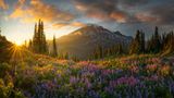 Wie im Paradies Curator's Award  Chris Byrne, USA  ELYSIUM  During the late summer months of August the high alpine areas of Mount Rainier in Washington come alive with wildflowers. Starting at the lower elevations and then working into bloom at higher elevations as the days go on. This particular year I had quite a bit of time to explore this park and made three or four hikes on separate occasions up to this location with my main purpose to photograph a tarn that had a perfect reflection of this glorious mountain. And each time that I did that hike, this field of lupine just kept getting better and better. On my final trek up there for the season with a very good friend of mine, we were all alone breathing in the fresh mountain air and listening to the birds watching this scene of a perfect meadow and mountain unfold before our eyes. As some storm clouds started blowing out to the east I knew that there would be a gap on the horizon and purposefully waited until the very last rays of the sun gave the field of flowers that beautiful side and back light for the depth that I wanted in the image. Just a minute after pressing the shutter the light and drama was gone.  chrisbyrnephotography.com  instagram @chrisbyrnephotography  www.facebook.com/ChrisByrnePhoto