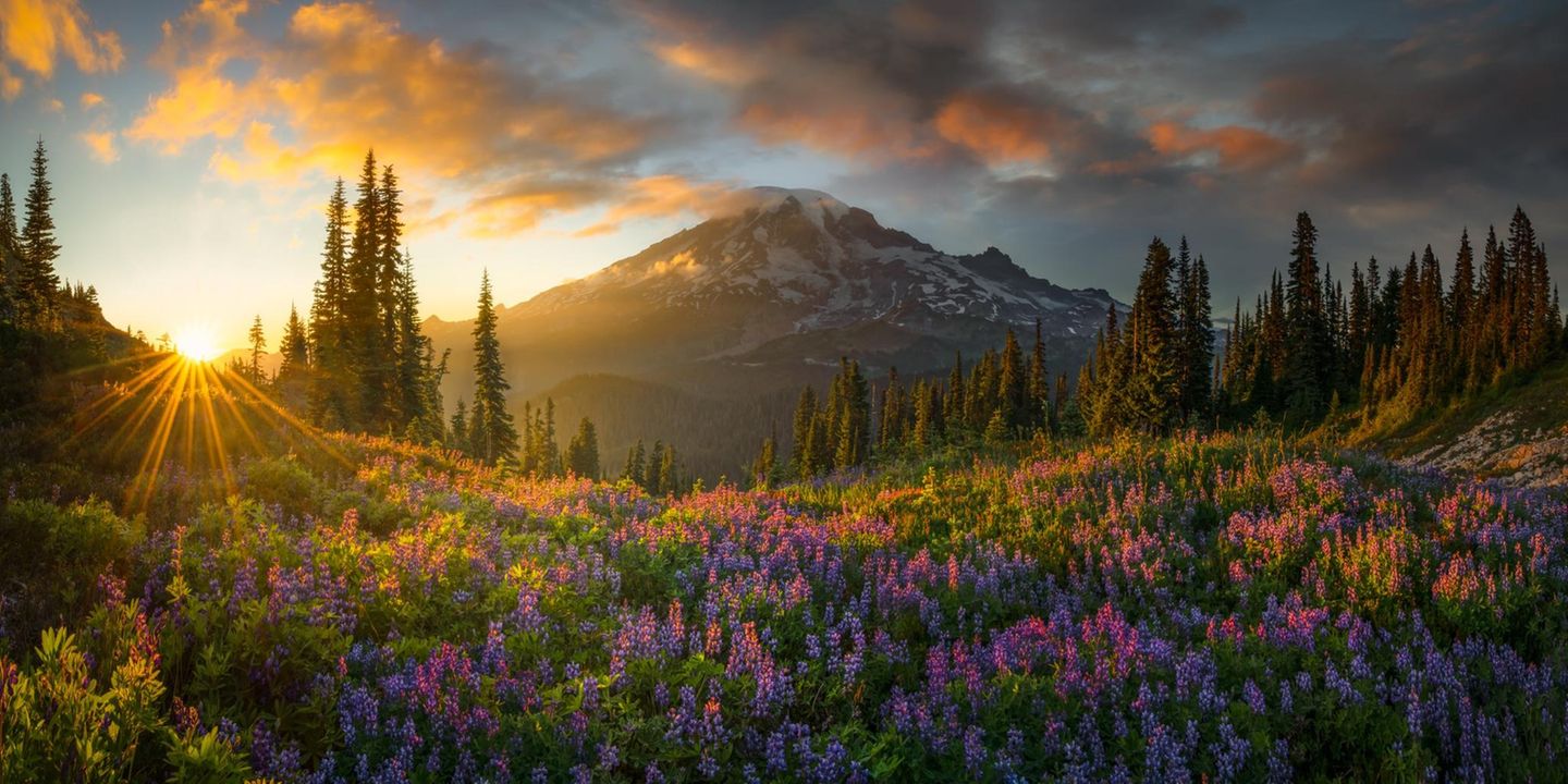 Wie im Paradies Curator's Award  Chris Byrne, USA  ELYSIUM  During the late summer months of August the high alpine areas of Mount Rainier in Washington come alive with wildflowers. Starting at the lower elevations and then working into bloom at higher elevations as the days go on. This particular year I had quite a bit of time to explore this park and made three or four hikes on separate occasions up to this location with my main purpose to photograph a tarn that had a perfect reflection of this glorious mountain. And each time that I did that hike, this field of lupine just kept getting better and better. On my final trek up there for the season with a very good friend of mine, we were all alone breathing in the fresh mountain air and listening to the birds watching this scene of a perfect meadow and mountain unfold before our eyes. As some storm clouds started blowing out to the east I knew that there would be a gap on the horizon and purposefully waited until the very last rays of the sun gave the field of flowers that beautiful side and back light for the depth that I wanted in the image. Just a minute after pressing the shutter the light and drama was gone.  chrisbyrnephotography.com  instagram @chrisbyrnephotography  www.facebook.com/ChrisByrnePhoto