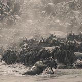 SE Asia Open Photographer of the Year  William Chua, Singapore  William Chua is a Fujifilm ambassador for over 10 years. He is based in Singapore and does predominantly weddings, portraits, travels and wildlife photography. His passion in travels and wildlife photography started over 20 years ago, and all these years, he has been constantly exploring new destinations in search of more unique pictures. Having led photography workshops globally, and given numerous talks on photography, he hopes to be able to help photo enthusiasts take their photography to the next level  Instagram @wildlife_photo_by_william_chua and @william_chua_photography  facebook.com/williamchuaphotography  tiktok.com/@williamchuaphotography     I’ve been to many places across Africa, but Kenya still remains one of my favourites. Although I’ve witnessed the wildebeest migration countless times, it never ceases to amaze me. Last year, I found myself back in Kenya once again. Photographing the migration is never easy — it demands lots of patience and of cos a touch of luck.    After several hours of waiting, we finally saw the wildebeests moving. It’s always a breathtaking moment to witness the crossing. As a photographer, you have to pace yourself, stay calm amid the chaos, and think carefully about how to frame the story unfolds before you. For this image, what caught my attention was a lone wildebeest turning back amidst the frenzy. In that instant, I knew that was the shot I wanted.      