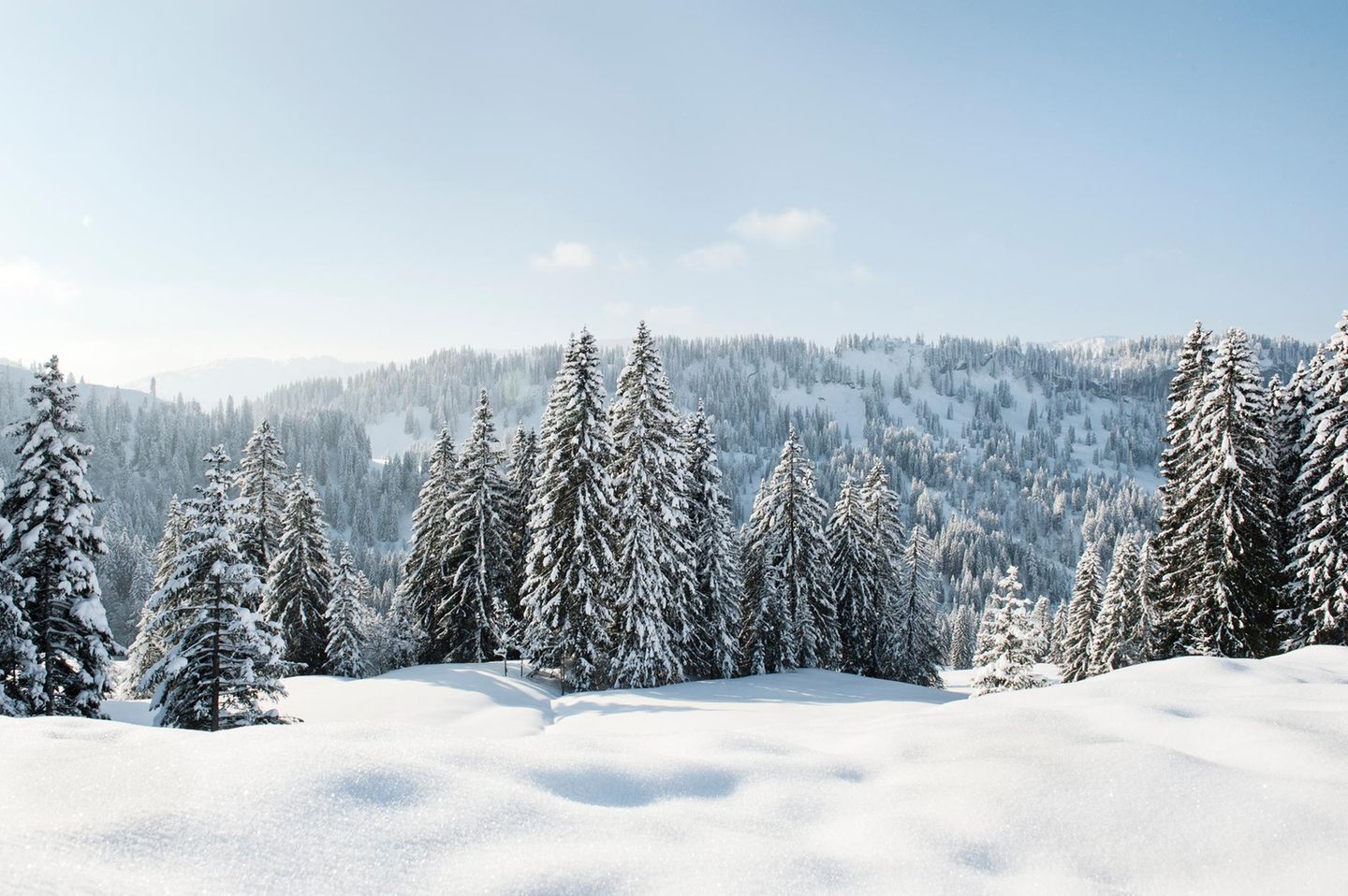 Tannenwald mit Schnee bedeckt  Tannenwald mit Schnee bedeckt