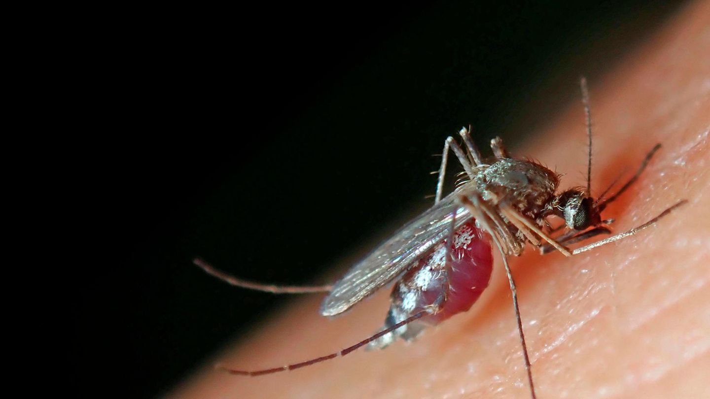 Von-wegen-U-Bahn-Tunnel-Das-London-Underground-Mosquito-stammt-aus-dem-Nahen-Osten