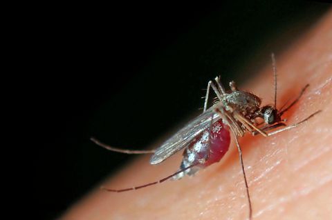 Von wegen U-Bahn-Tunnel: Sie ist vielleicht die nervigste Stadtbewohnerin von allen: Die Unterart der Gemeinen Stechmücke Culex pipiens molestus ist als "London Underground Mosquito" bekannt, kommt aber auch bei uns vor Sie ist vielleicht die nervigste Stadtbewohnerin von allen: Die Unterart der Gemeinen Stechmücke Culex pipiens molestus ist als "London Underground Mosquito" bekannt, kommt aber auch bei uns vor