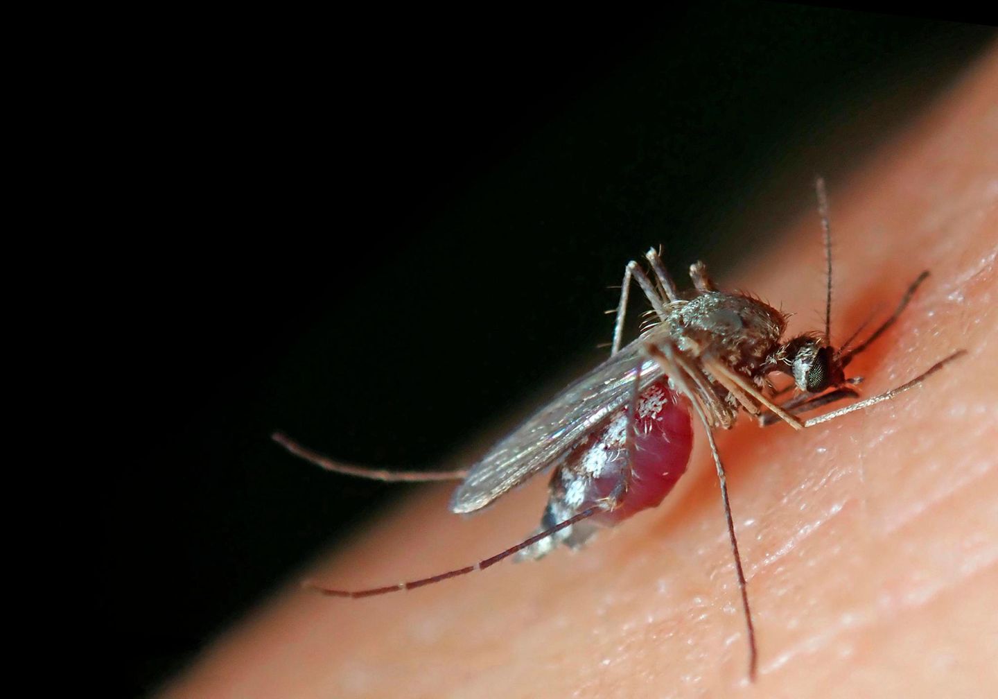 Von wegen U-Bahn-Tunnel: Sie ist vielleicht die nervigste Stadtbewohnerin von allen: Die Unterart der Gemeinen Stechmücke Culex pipiens molestus ist als "London Underground Mosquito" bekannt, kommt aber auch bei uns vor Sie ist vielleicht die nervigste Stadtbewohnerin von allen: Die Unterart der Gemeinen Stechmücke Culex pipiens molestus ist als "London Underground Mosquito" bekannt, kommt aber auch bei uns vor
