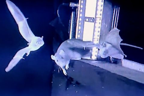 Tierverhalten: Erstmals gefilmt: Ratten fangen Fledermäuse aus dem Flug Tierverhalten: Erstmals gefilmt: Ratten fangen Fledermäuse aus dem Flug