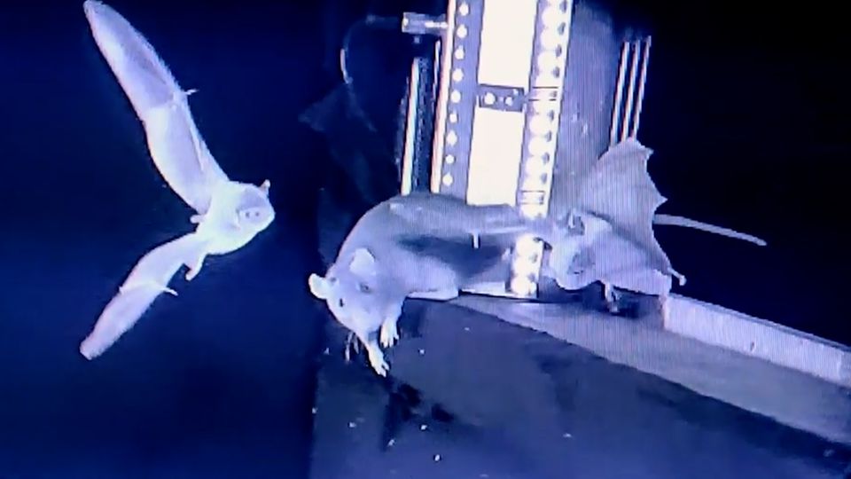 Tierverhalten: Erstmals gefilmt: Ratten fangen Fledermäuse aus dem Flug Tierverhalten: Erstmals gefilmt: Ratten fangen Fledermäuse aus dem Flug