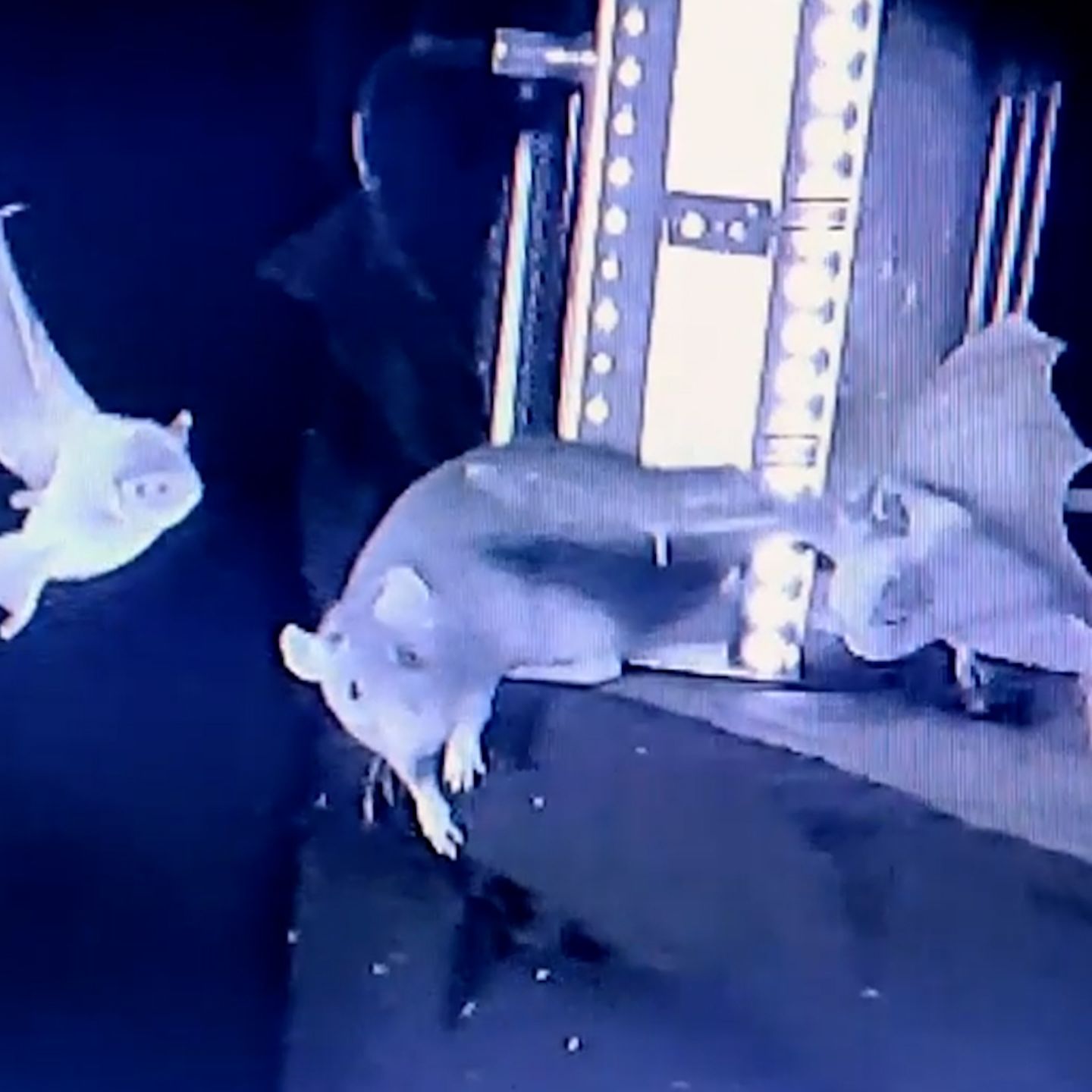 Tierverhalten: Erstmals gefilmt: Ratten fangen Fledermäuse aus dem Flug