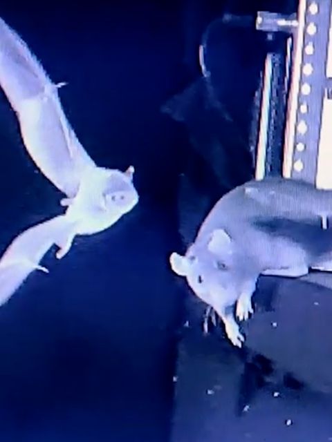 Tierverhalten: Erstmals gefilmt: Ratten fangen Fledermäuse aus dem Flug