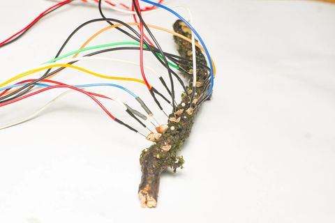 Pilze sind an viele kleine Elektroden angeschlossen