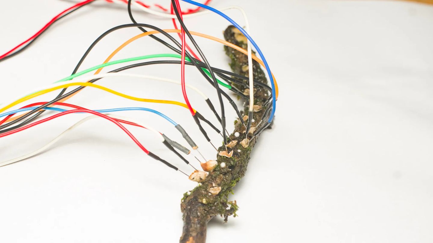 Pilze sind an viele kleine Elektroden angeschlossen