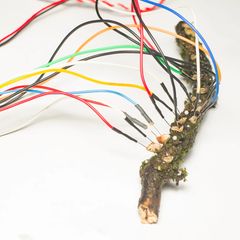 Pilze sind an viele kleine Elektroden angeschlossen