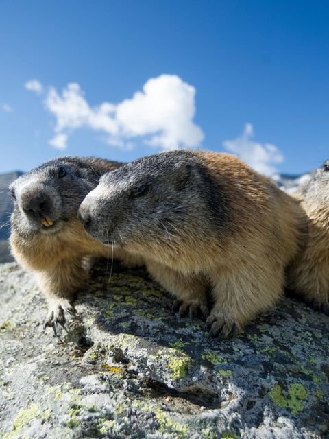 Murmeltiere leben stets in Gruppen, zuweilen umfasst eine Sippe bis zu 20 Tiere