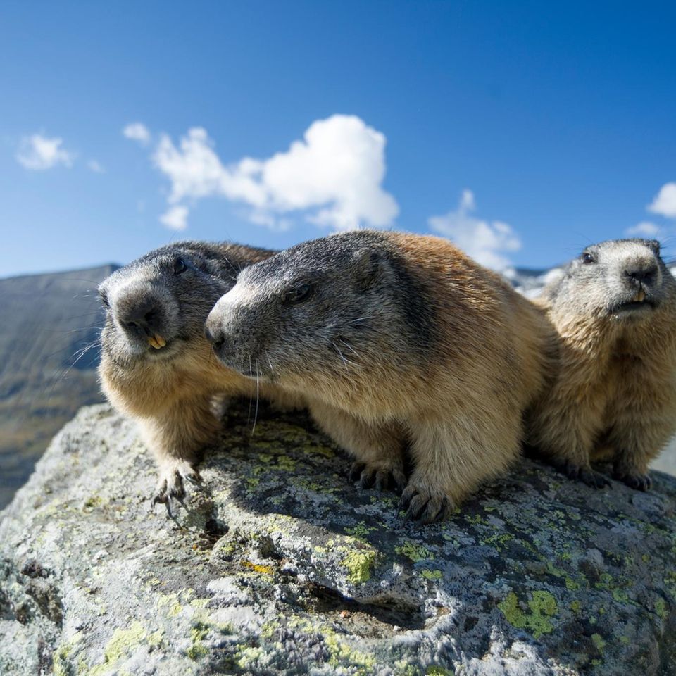 Murmeltiere leben stets in Gruppen, zuweilen umfasst eine Sippe bis zu 20 Tiere