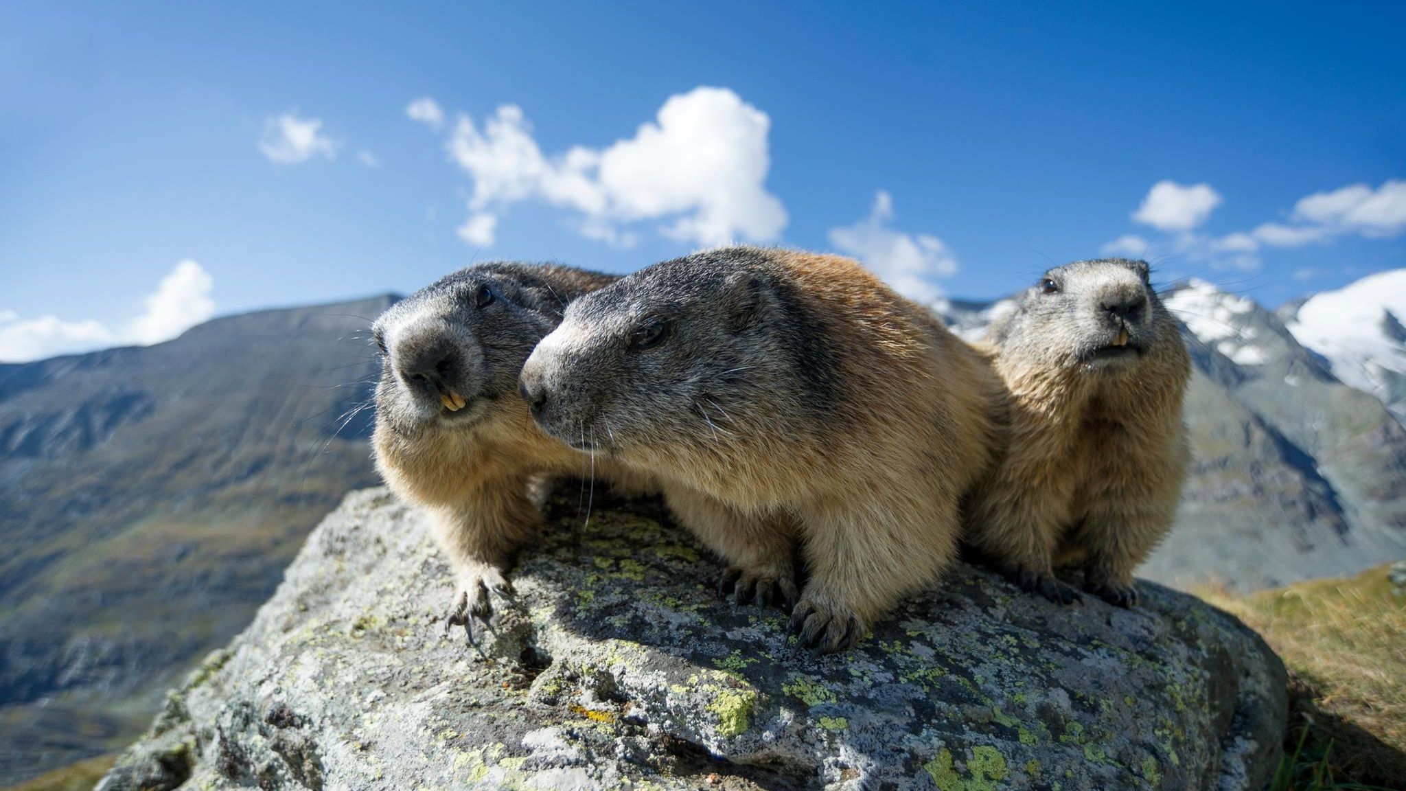 Murmeltiere leben stets in Gruppen, zuweilen umfasst eine Sippe bis zu 20 Tiere