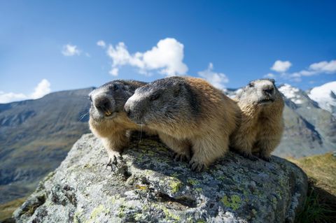 Murmeltiere leben stets in Gruppen, zuweilen umfasst eine Sippe bis zu 20 Tiere