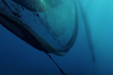 Griechenland: Todesfallen für Meerestiere: Umweltschützer bergen Geisternetze aus der Tiefe  Griechenland: Todesfallen für Meerestiere: Umweltschützer bergen Geisternetze aus der Tiefe