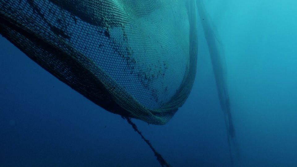 Griechenland: Todesfallen für Meerestiere: Umweltschützer bergen Geisternetze aus der Tiefe  Griechenland: Todesfallen für Meerestiere: Umweltschützer bergen Geisternetze aus der Tiefe