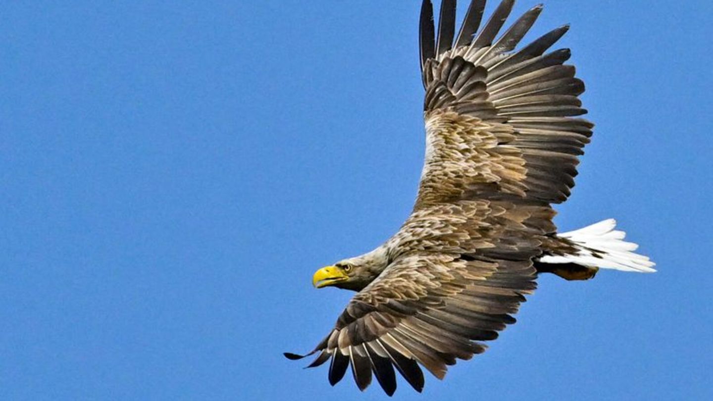 Beeindruckende Erscheinung: Der Seeadler gilt mit einer Flügelspannweite von bis zu 2,60 Metern als größter europäischer Greifvo Beeindruckende Erscheinung: Der Seeadler gilt mit einer Flügelspannweite von bis zu 2,60 Metern als größter europäischer Greifvo