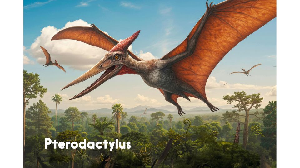 Überflieger: Mit rund 200 Kilogramm Gewicht und Spannweiten von bis zu zwölf Metern bleiben Flugsaurier bis heute ungeschlagen im Luftraum.   Dieser Pterodactylus war mit 75 Zentimetern von Flügelspitze zu Flügelspitze eher klein.