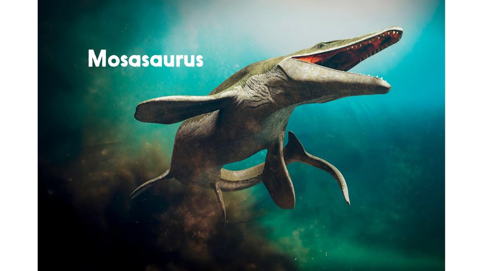 Er beherrschte die Meere der Kreidezeit: Mosasaurus maß bis zu 18 Meter und fraß vermutlich kleinere Meeressaurier. Nach dem bisherigen Forschungsstand gehörte er zu den gewaltigsten Echsen im Meer.