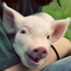 Wenn Menschen sie direkt ansprechen, sind Schweine aufmerksamer – ganz unabhängig davon, ob sie Menschen gewohnt sind oder ihr Leben als Zuchtschweine im Stall fristen