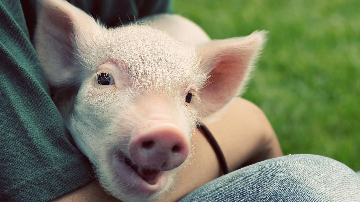 Verhaltensforschung: Wenn Menschen sie direkt ansprechen, sind Schweine aufmerksamer – ganz unabhängig davon, ob sie Menschen gewohnt sind oder ihr Leben als Zuchtschweine im Stall fristen Wenn Menschen sie direkt ansprechen, sind Schweine aufmerksamer – ganz unabhängig davon, ob sie Menschen gewohnt sind oder ihr Leben als Zuchtschweine im Stall fristen