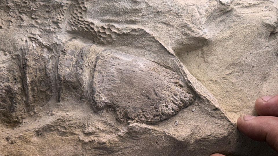 Versteinerter Dinosaurierhuf