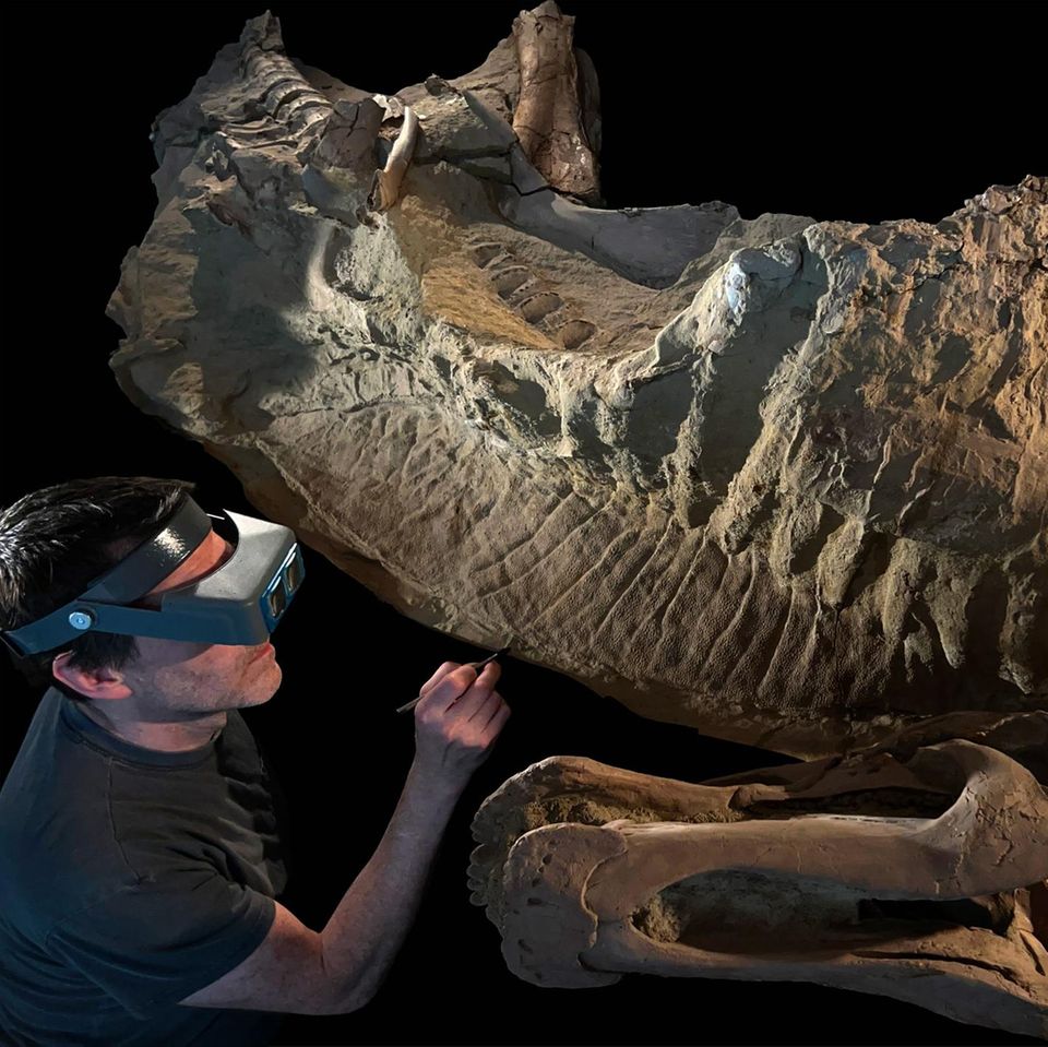 Dinosaurier Edmontosaurus annectens mit Follsilienpräparator Tyler Keillor