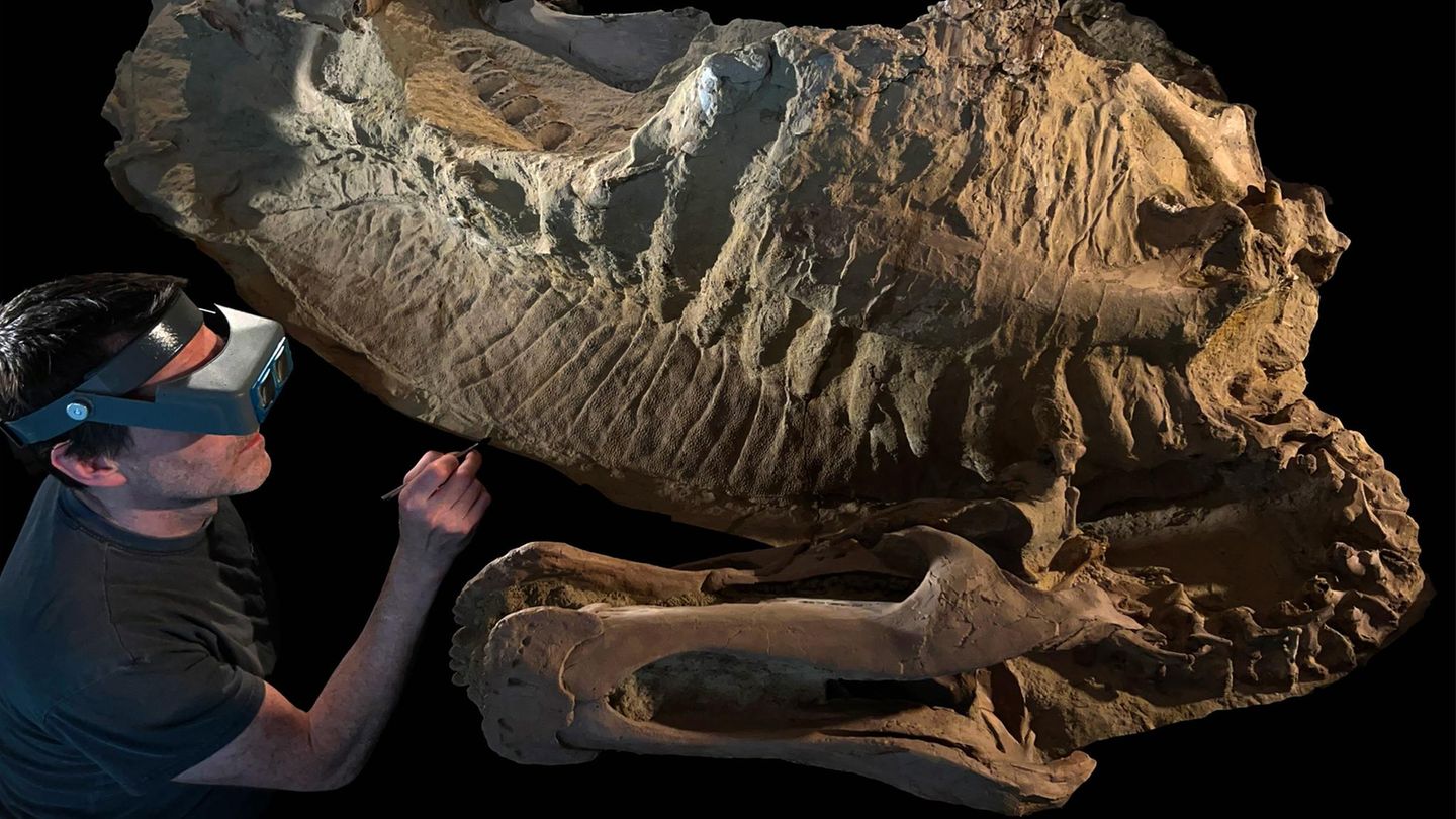 Dinosaurier Edmontosaurus annectens mit Follsilienpräparator Tyler Keillor