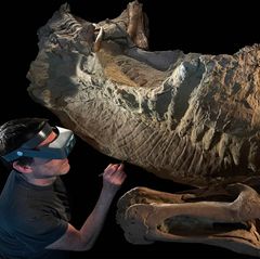 Dinosaurier Edmontosaurus annectens mit Follsilienpräparator Tyler Keillor