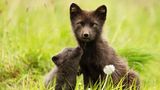 Weiblicher Polarfuchs mit Jungtier in Hornstrandir, Island