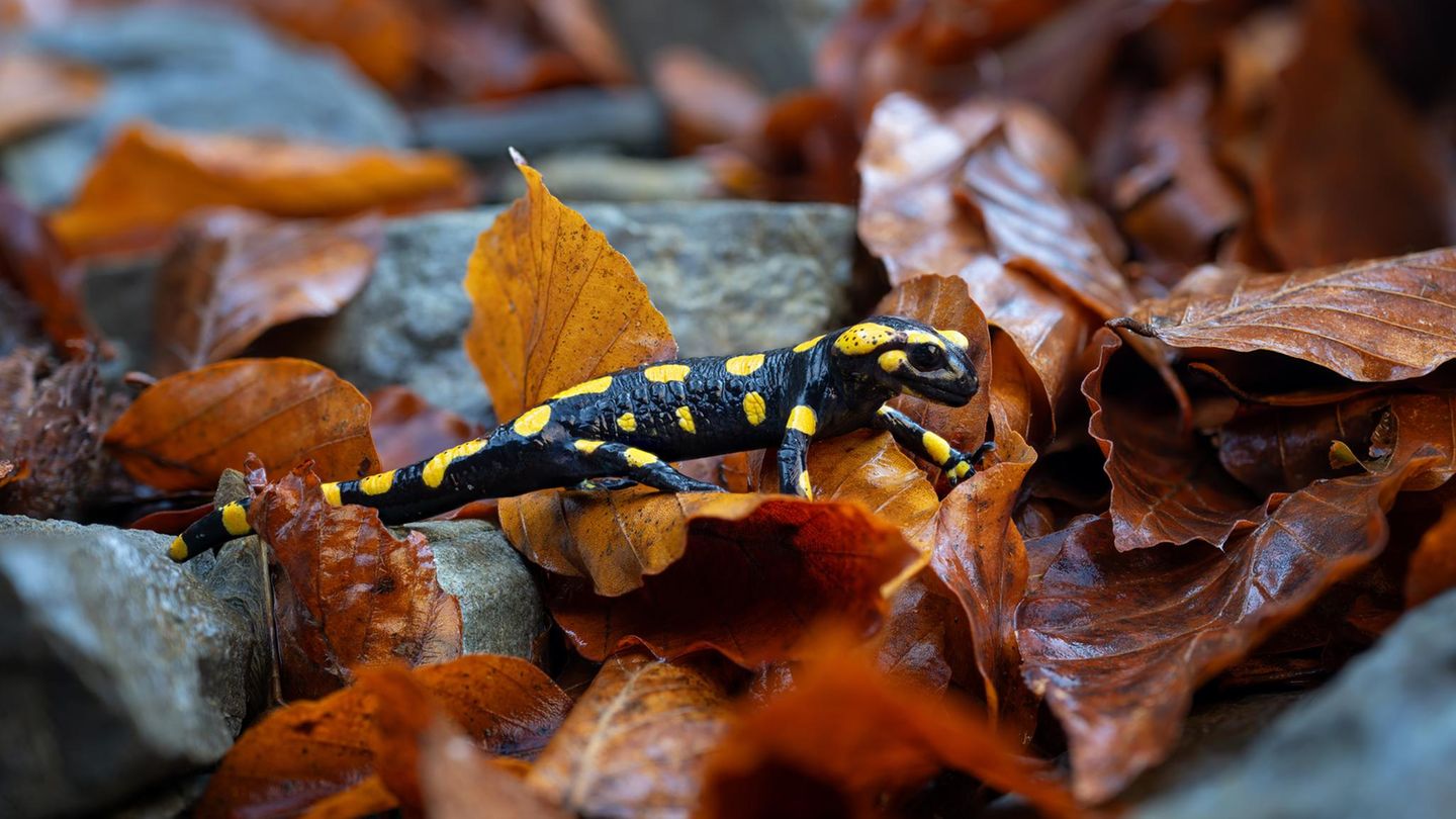 Feuersalamander im Laub