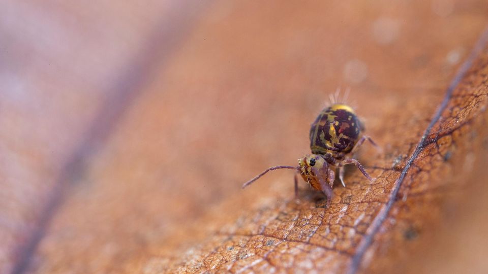 Springschwanz auf Laub