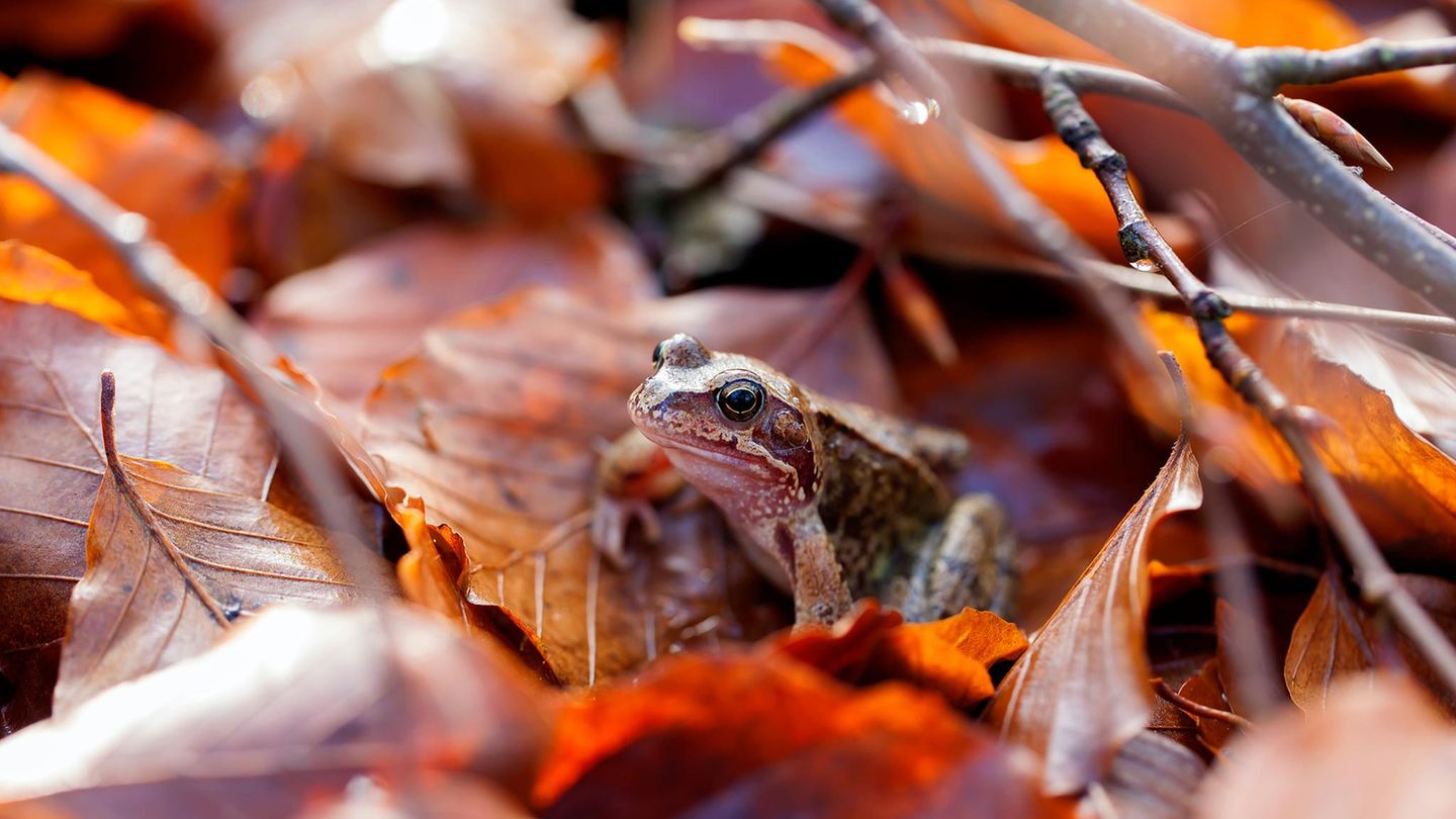 Frosch im Laubhaufen