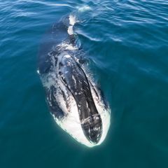 Grönlandwal inn der  Sea of Okhotsk in Russland