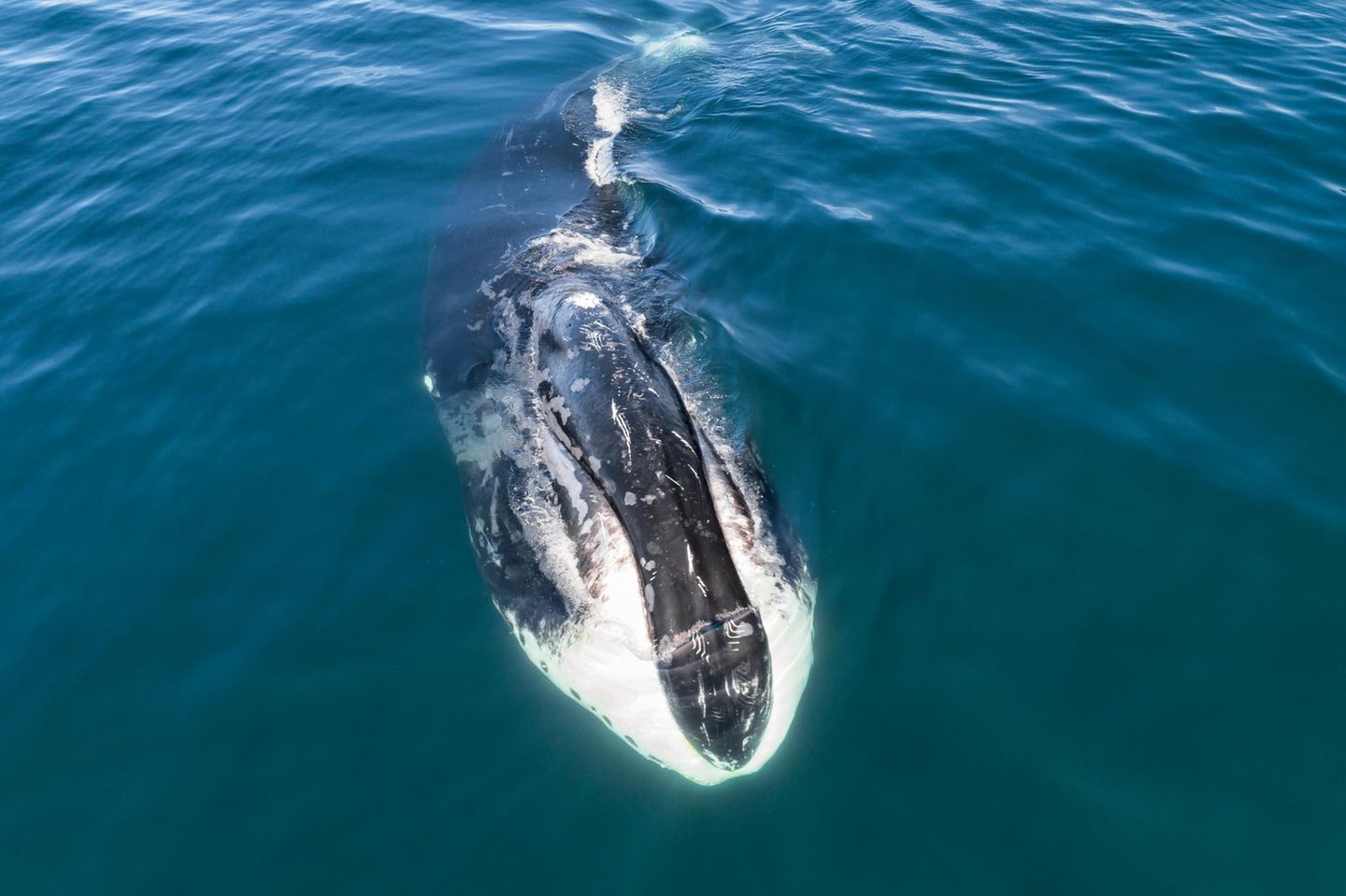 Grönlandwal inn der  Sea of Okhotsk in Russland