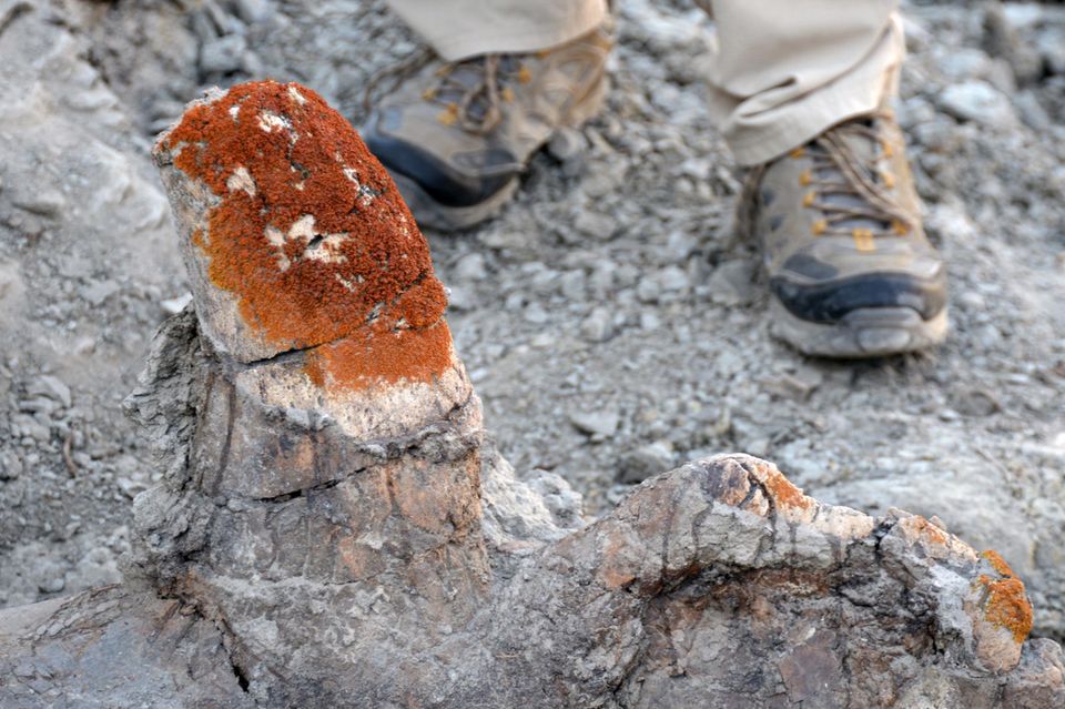 Dinosaurier Knochen mit Flechte