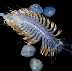 Seltene Aufnahmen: Schillernde Würmer und fleischfressende Schwämme: 30 neue Tiefsee-Arten entdeckt