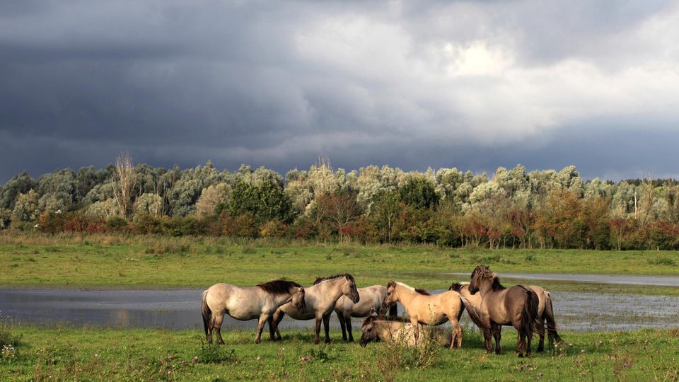 Ostvaardplassen mit Konicpferden